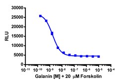 Eurofins Discoverx&nbsp;cAMP Hunter eXpress GALR1 CHO-K1 GPCR Assay, 2-Plate Kit. (95-0058E2CP2M)