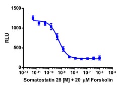 Eurofins Discoverx&nbsp;cAMP Hunter eXpress SSTR4 CHO-K1 GPCR Assay, 2-Plate Kit. (95-0059E2CP2M)