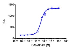 Eurofins Discoverx cAMP Hunter CHO-K1 ADCYAP1R1 (PAC1) Gs Cell Line, 2