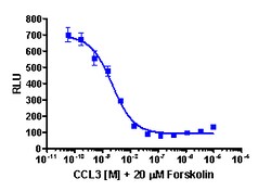 Eurofins Discoverx&nbsp;cAMP Hunter CHO-K1 CCR1 Gi Cell Line, 2 vials. (95-0066C2)