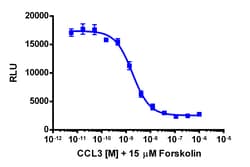 Eurofins Discoverx cAMP Hunter CHO-K1 CCR5 Gi Cell Line, 2 vials. (95-0068C2)
