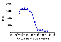 Eurofins Discoverx cAMP Hunter CHO-K1 CCR6 Gi Cell Line, 2 vials. (95-0069C2)
