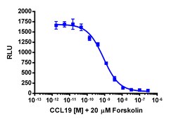 Eurofins Discoverx cAMP Hunter CHO-K1 CCR7 Gi Cell Line, 2 vials. (95-0070C2)