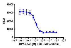 Eurofins Discoverx cAMP Hunter eXpress CNR1 (CB1) CHO-K1 GPCR Assay, 2pl