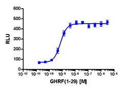 Eurofins Discoverx cAMP Hunter CHO-K1 GHRHR Gs Cell Line, 2 vials. (95-0076C2)