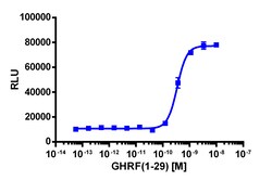 Eurofins Discoverx&nbsp;cAMP Hunter eXpress GHRHR CHO-K1 GPCR Assay, 2-Plate Kit. (95-0076E2CP2M)
