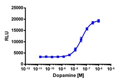 Eurofins Discoverx&nbsp;cAMP Hunter eXpress DRD1 CHO-K1 GPCR Assay, 2-Plate Kit. (95-0083E2CP2M)