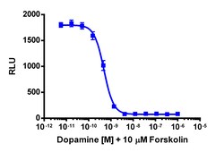 Eurofins Discoverx&nbsp;cAMP Hunter CHO-K1 DRD2S (Short Isoform) Gi Cell Line, 2 vials. (95-0084C2)