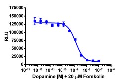 Eurofins Discoverx&nbsp;cAMP Hunter eXpress DRD2S (Short Isoform) CHO-K1 GPCR Assay, 10pl Kit. (95-0084E2CP2L)