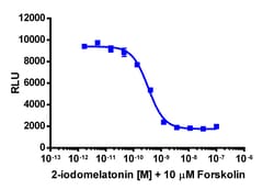 Eurofins Discoverx&nbsp;cAMP Hunter eXpress MTNR1A CHO-K1 GPCR Assay, 2-Plate Kit. (95-0086E2CP2M)