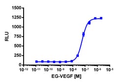 Eurofins Discoverx cAMP Hunter CHO-K1 PROKR1 Gs Cell Line, 2 vials. (95-0090C2)