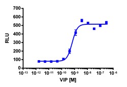 Eurofins Discoverx cAMP Hunter CHO-K1 VIPR1 Gs Cell Line, 2 vials. (95-0093C2)