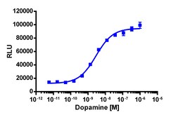 Eurofins Discoverx&nbsp;cAMP Hunter eXpress DRD5 CHO-K1 GPCR Assay, 2-Plate Kit. (95-0094E2CP2M)