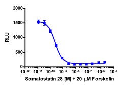 Eurofins Discoverx cAMP Hunter CHO-K1 SSTR2 Gi Cell Line, 2 vials. (95-0095C2),