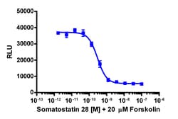 Eurofins Discoverx cAMP Hunter eXpress SSTR2 CHO-K1 GPCR Assay, 10-Plate