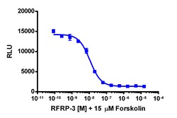 Eurofins Discoverx cAMP Hunter CHO-K1 NPFFR1 Gi Cell Line, 2 vials. (95-0097C2),