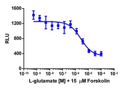 Eurofins Discoverx&nbsp;cAMP Hunter eXpress GRM6 CHO-K1 GPCR Assay, 10-Plate Kit. (95-0105E2CP24L)
