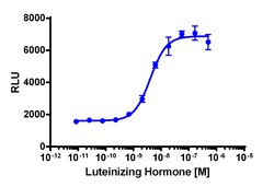Eurofins Discoverx&nbsp;cAMP Hunter eXpress LHCGR CHO-K1 GPCR Assay, 2-Plate Kit. (95-0106E2CP2M)