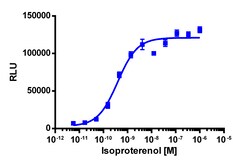 Eurofins Discoverx&nbsp;cAMP Hunter eXpress ADRB1 CHO-K1 GPCR Assay, 10-Plate Kit. (95-0113E2CP2L)