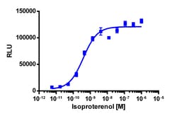 Eurofins Discoverx&nbsp;cAMP Hunter eXpress ADRB1 CHO-K1 GPCR Assay, 2-Plate Kit. (95-0113E2CP2M)