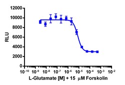 Eurofins Discoverx&nbsp;cAMP Hunter eXpress GRM4 CHO-K1 GPCR Assay, 2-Plate Kit. (95-0117E2CP24M)