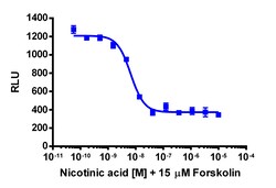 Eurofins Discoverx cAMP Hunter eXpress GPR109A CHO-K1 GPCR Assay, 10-Plate