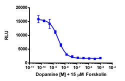 Eurofins Discoverx&nbsp;cAMP Hunter CHO-K1 DRD4 Gi Cell Line, 2 vials. (95-0123C2)