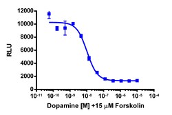 Eurofins Discoverx cAMP Hunter CHO-K1 DRD2L (Long Isoform) Gi Cell Line,