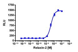Eurofins Discoverx cAMP Hunter CHO-K1 RXFP1 Gs Cell Line, 2 vials. (95-0127C2),