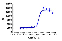 Eurofins Discoverx&nbsp;cAMP Hunter eXpress rDRD1 CHO-K1 GPCR Assay, 10-Plate Kit. (95-0128E2CP2L)