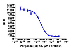Eurofins Discoverx cAMP Hunter CHO-K1 rDRD2L (Long Isoform) Gi Cell Line,