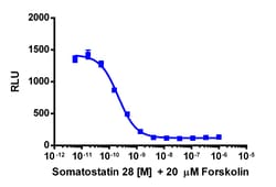 Eurofins Discoverx cAMP Hunter CHO-K1 SSTR3 Gi Cell Line, 2 vials. (95-0131C2),