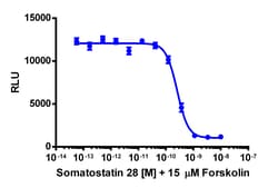 Eurofins Discoverx cAMP Hunter CHO-K1 SSTR5 Gi Cell Line, 2 vials. (95-0133C2),