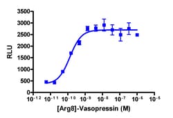 Eurofins Discoverx cAMP Hunter eXpress AVPR2 CHO-K1 GPCR Assay, 10-Plate