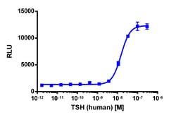 Eurofins Discoverx cAMP Hunter CHO-K1 TSHR (Long Isoform) Gs Cell Line,