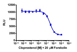 Eurofins Discoverx&nbsp;cAMP Hunter CHO-K1 PTGER3 Gi Cell Line, 2 vials. (95-0159C2)