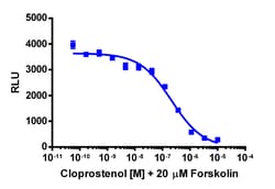 Eurofins Discoverx&nbsp;cAMP Hunter eXpress PTGER3 CHO-K1 GPCR Assay, 2-Plate Kit. (95-0159E2CP2M)