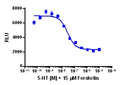 Eurofins Discoverx&nbsp;cAMP Hunter CHO-K1 HTR5A Gi Cell Line, 2 vials. (95-0160C2)