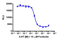 Eurofins Discoverx&nbsp;cAMP Hunter CHO-K1 HTR1B Gi cell Line, 2 vials. (95-0162C2)