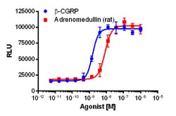 Eurofins Discoverx cAMP Hunter CHO-K1 CALCRL-RAMP1 Gs Cell Line, 2 vials.