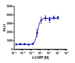 Eurofins Discoverx&nbsp;cAMP Hunter eXpress CALCRL-RAMP1 CHO-K1 GPCR Assay, 10-plate Kit. (95-0164E2CP2L)