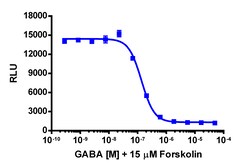Eurofins Discoverx&nbsp;cAMP Hunter CHO-K1 GABBR1-GABBR2 Gi Cell Line, 2 vials. (95-0165C2)