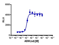 Eurofins Discoverx&nbsp;cAMP Hunter eXpress CALCRL-RAMP3 CHO-K1 GPCR Assay, 2-plate Kit. (95-0169E2CP2M)