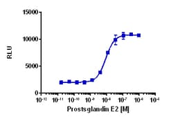 Eurofins Discoverx&nbsp;cAMP Hunter eXpress PTGER2 DLD1 GPCR Assay, 2-Plate Kit. (95-0176E13CP25M)