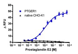 Eurofins Discoverx CHO-K1 PTGER1 Gq Cell Line, 2 vials. (95-1003C2)