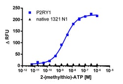 Eurofins Discoverx&nbsp;1321N1 P2RY1 Gq Cell Line, 2 vials. (95-1018C6)