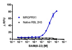 Eurofins Discoverx RBL-2H3 MRGPRX1 Gq Cell Line, 2 vials. (95-1019C11),