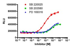 Eurofins Discoverx InCELL Hunter A549 CSNK1D Kinase Binding Cell Line, 2 vials. (96-0048C15)