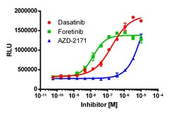 Eurofins Discoverx InCELL Hunter HEK 293 RIPK2 Kinase Binding Cell Line,