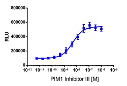 Eurofins Discoverx InCELL Hunter eXpress PIM1 Kinase Binding Assay, 2pl